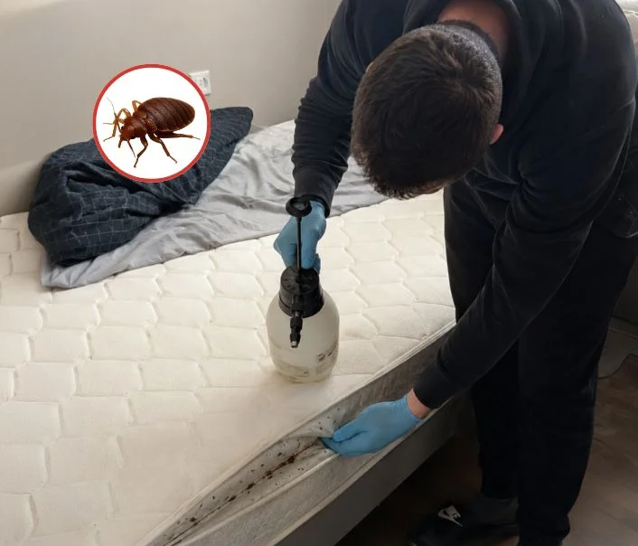 Technicien traitant un matelas contre les punaises de lit à Les Alluets-le-Roi